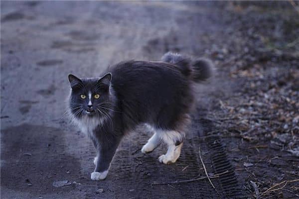 梦见大猫带小猫