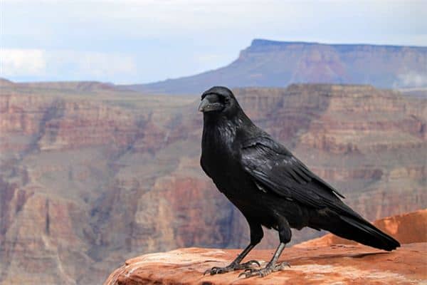 梦见被鸟咬 梦见被鸟咬