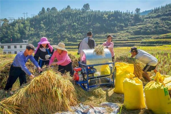 梦见打稻谷 梦见打稻谷