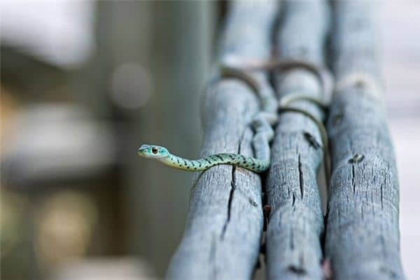梦见好多小蛇 梦见好多小蛇