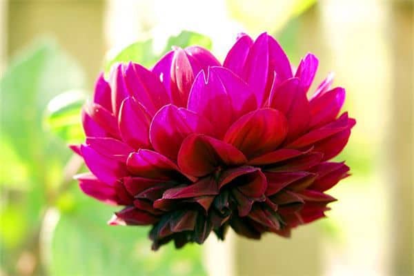 梦见三色紫罗兰