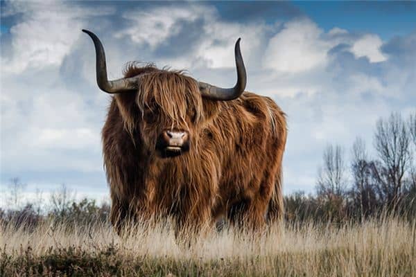 梦见被牛撞 梦见被牛撞