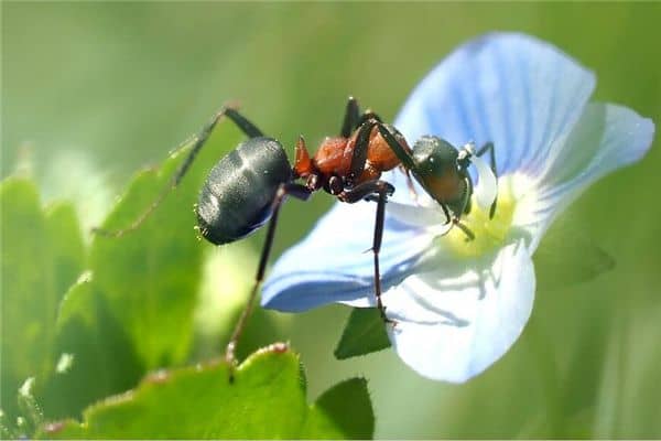 梦见蚂蚁和蜘蛛