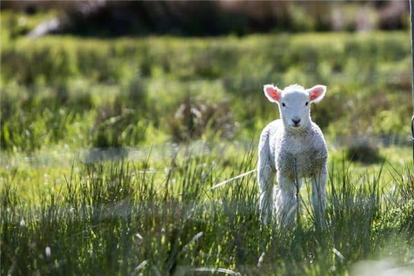 梦见一只羊 梦见一只羊