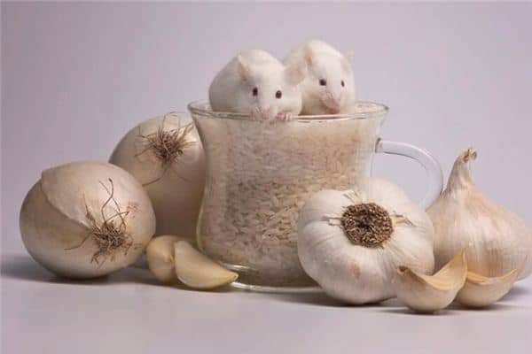 梦见白色老鼠 梦见白色老鼠