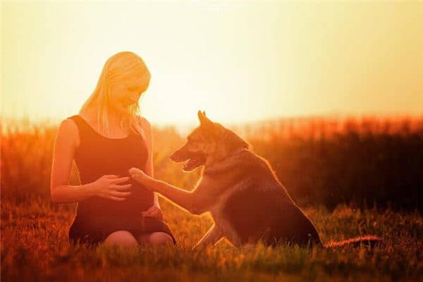 梦见狗怀孕 梦见狗怀孕