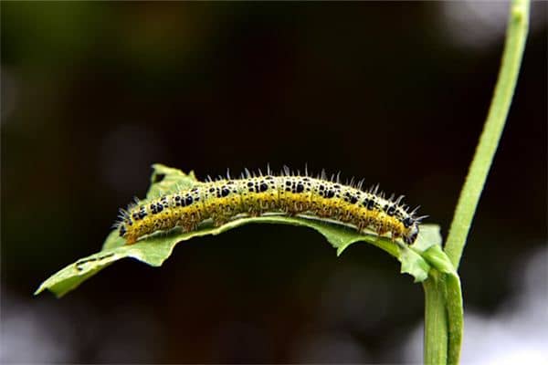 梦见很多毛毛虫 梦见很多毛毛虫
