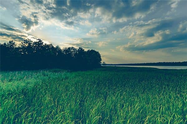 梦见割猪草 梦见割猪草