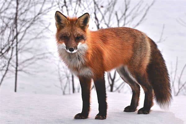 梦见被狐狸咬 梦见被狐狸咬