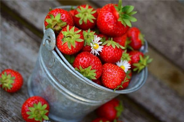 梦见草莓地 梦见草莓地