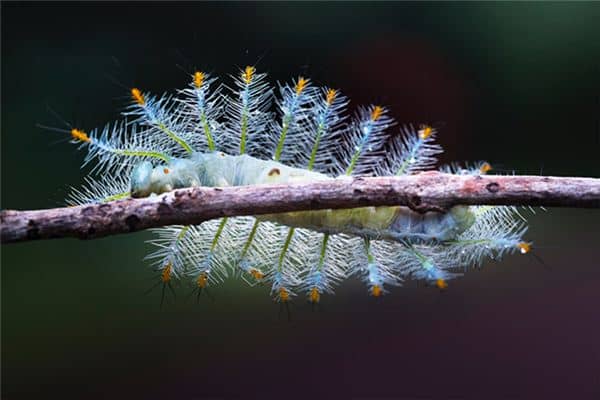 梦见被虫子咬 梦见被虫子咬