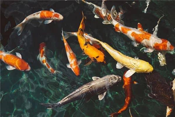 梦见鱼在清水中游动