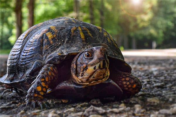 梦见一只大乌龟 梦见一只大乌龟