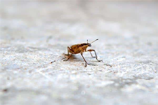 梦见拉出虫子 梦见拉出虫子