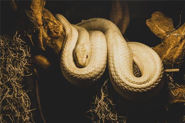 梦见蟒蛇追我 梦见蟒蛇追我