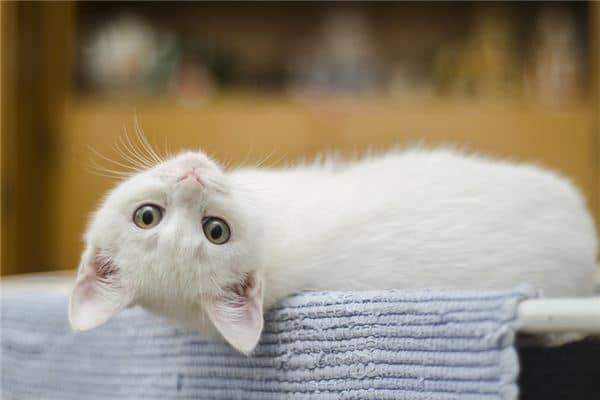 梦见猫追我是什么意思 梦见猫追我是什么意思