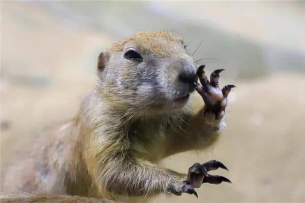 梦见扣鼻屎 梦见扣鼻屎