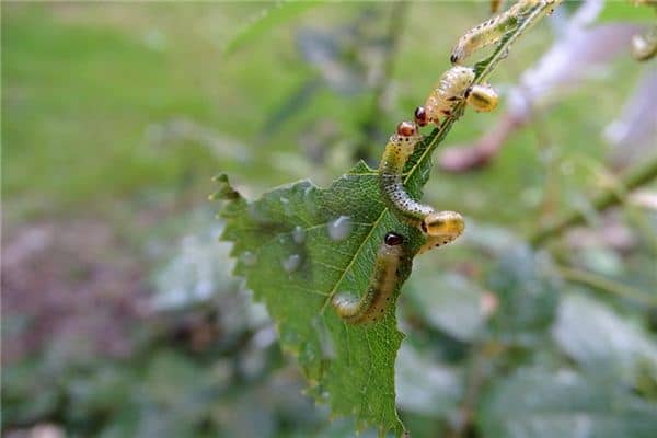 梦见捉虫子是什么意思 梦见捉虫子是什么意思
