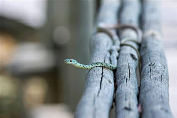 梦见被蛇追赶是什么意思 梦见被蛇追赶是什么意思
