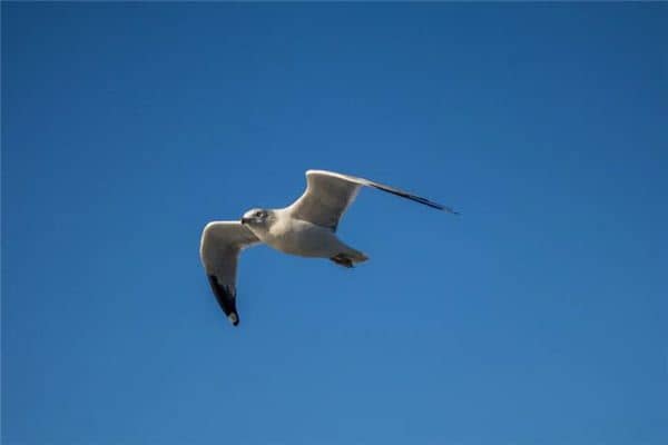 梦见会飞是什么意思 梦见会飞是什么意思