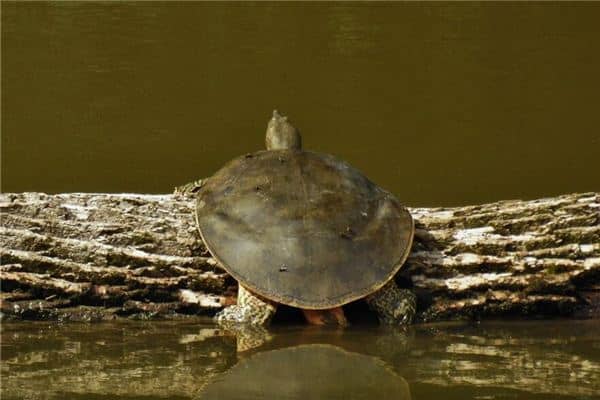 梦见捉鳖 梦见捉鳖
