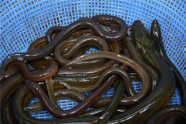 梦见捉了很多黄鳝