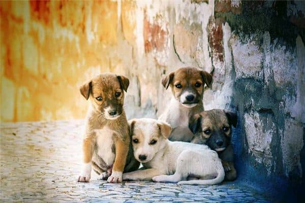 梦见一群小狗是什么意思 梦见一群小狗是什么意思