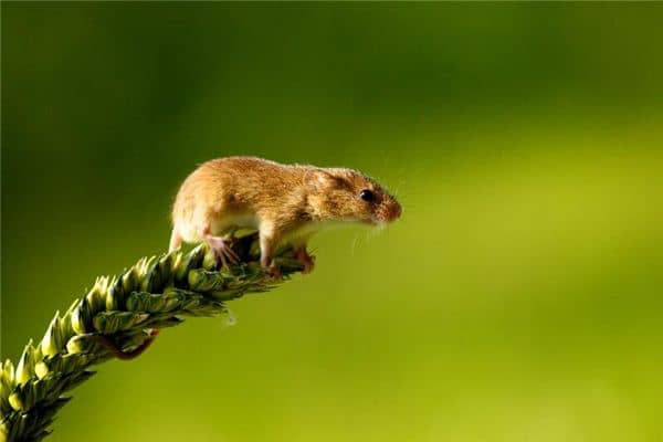 梦见打死一只老鼠 梦见打死一只老鼠