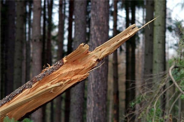 梦见树断了 梦见树断了