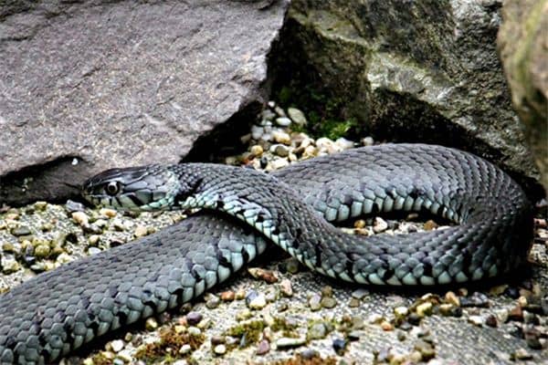 梦见毒蛇咬人 梦见毒蛇咬人