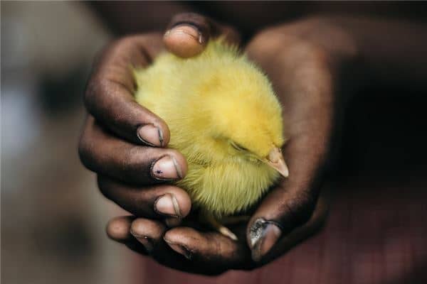 梦见抓到一只鸡