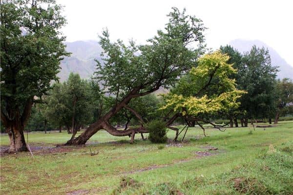 梦见风吹倒大树