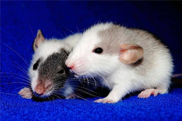 梦见家里好多老鼠 梦见家里好多老鼠