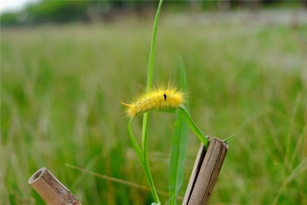 梦见恶心的虫子 梦见恶心的虫子