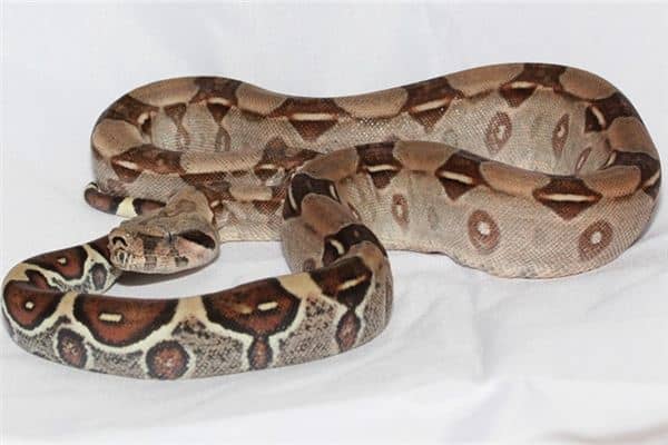 梦见大蛇咬自己 梦见大蛇咬自己