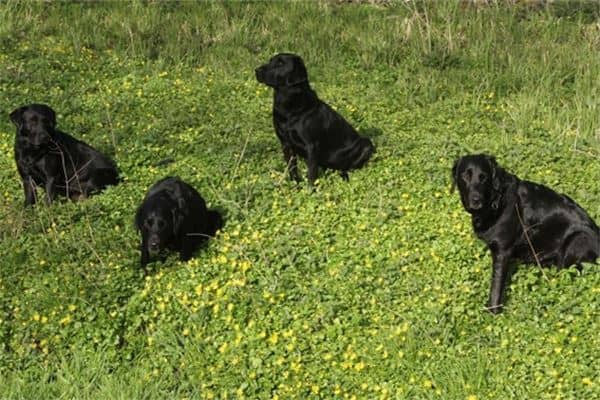 梦见一群狗追我