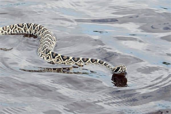 梦见大蛇在水里游 梦见大蛇在水里游