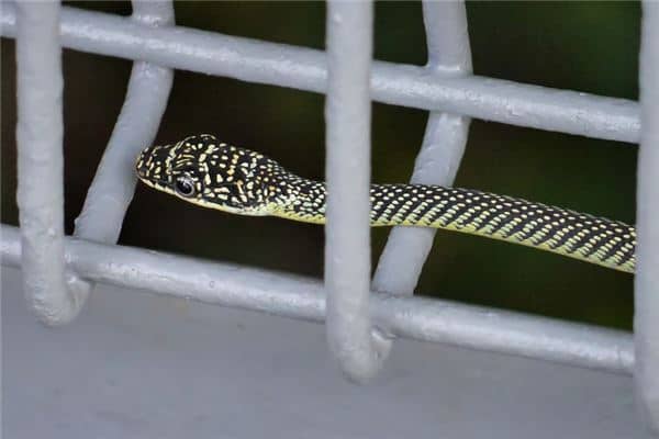 梦见蛇咬自己小腿