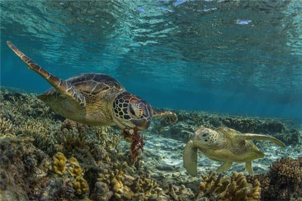 梦见很多乌龟在水里游