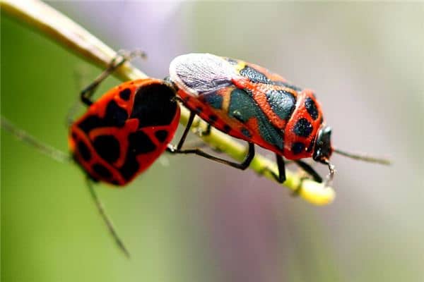 梦见家里有好多虫子