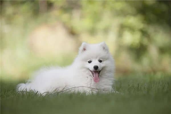 梦见白狗和黑狗