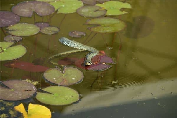 梦见被双头蛇咬