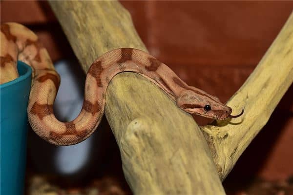 梦见家里有一条蛇