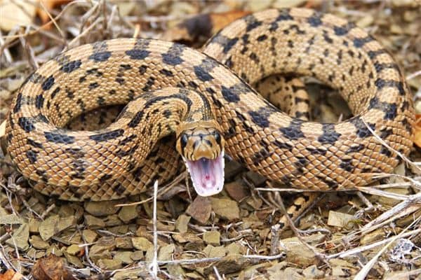 孕妇做梦梦见蛇 孕妇做梦梦见蛇