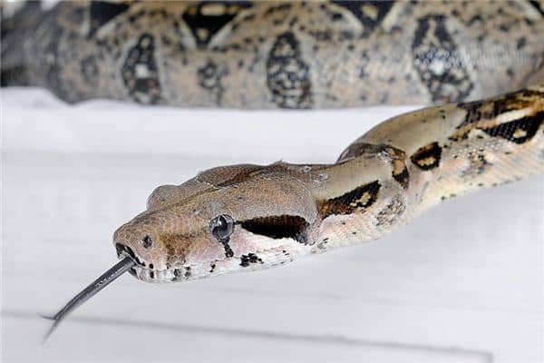 梦见大蛇吃小蛇是什么意思 梦见大蛇吃小蛇是什么意思