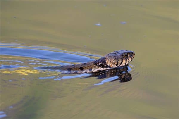 梦见很多蛇在水里游 梦见很多蛇在水里游