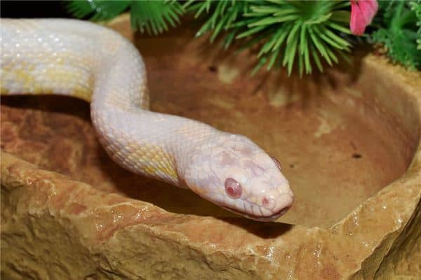 梦见一条小白蛇 梦见一条小白蛇