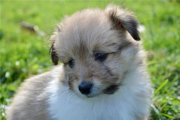 梦见刚出生的小狗