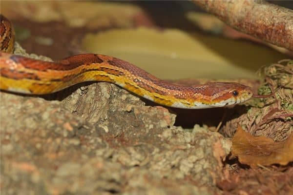 梦见蛇被别人打死