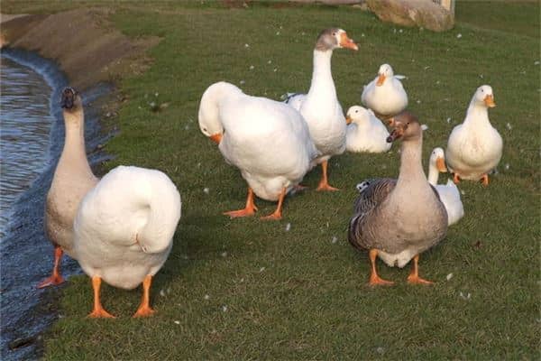 梦见一群大白鹅